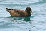 White-chinned Petrel